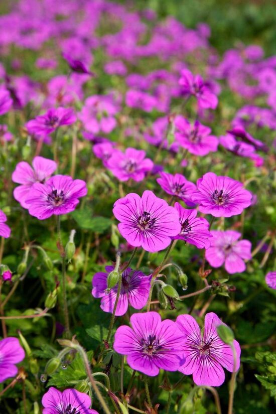 Geranium Pink Penny